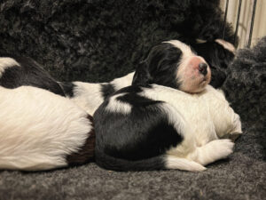 Avl og opdræt engelsk springer spaniel