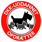 DKK opdræt af engelsk springer spaniel hvalp København