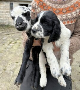 Hvalp springer spaniel bondegård besøg socialisering