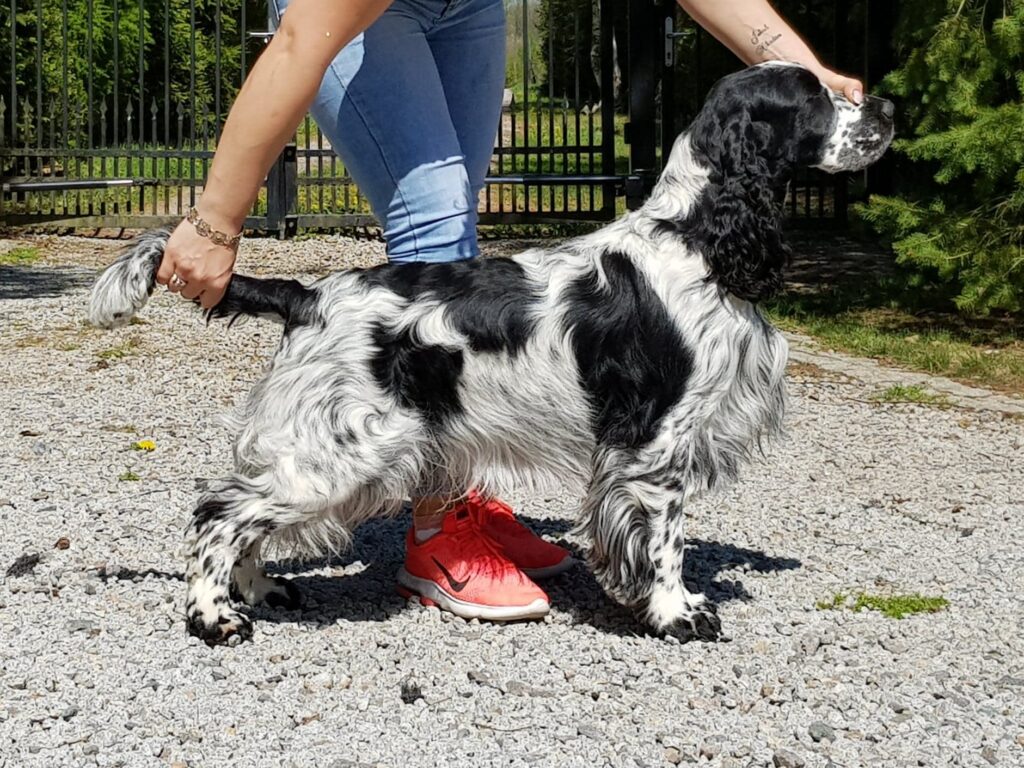 Far hvalpe kuld 2023 Avida engelsk springer spaniel