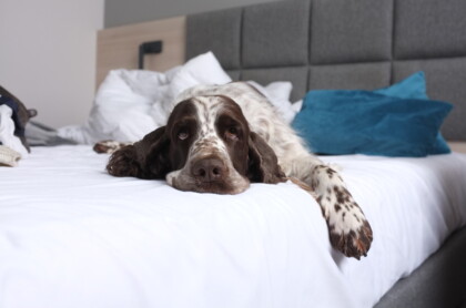 Tinka efter lang tur efter parring med håb om et lækkert kuld engelsk springer spaniel hvalpe